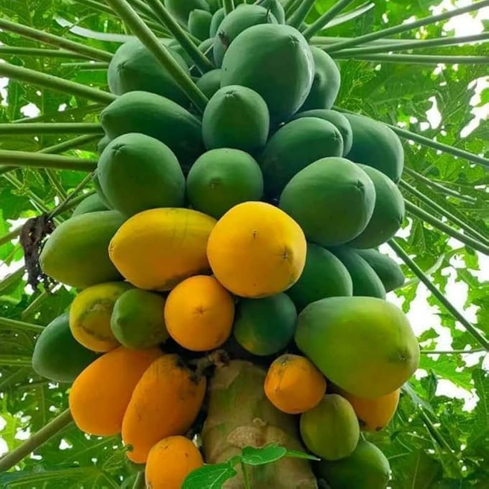 Annapurna Agro Farm - Farm Gallery 3