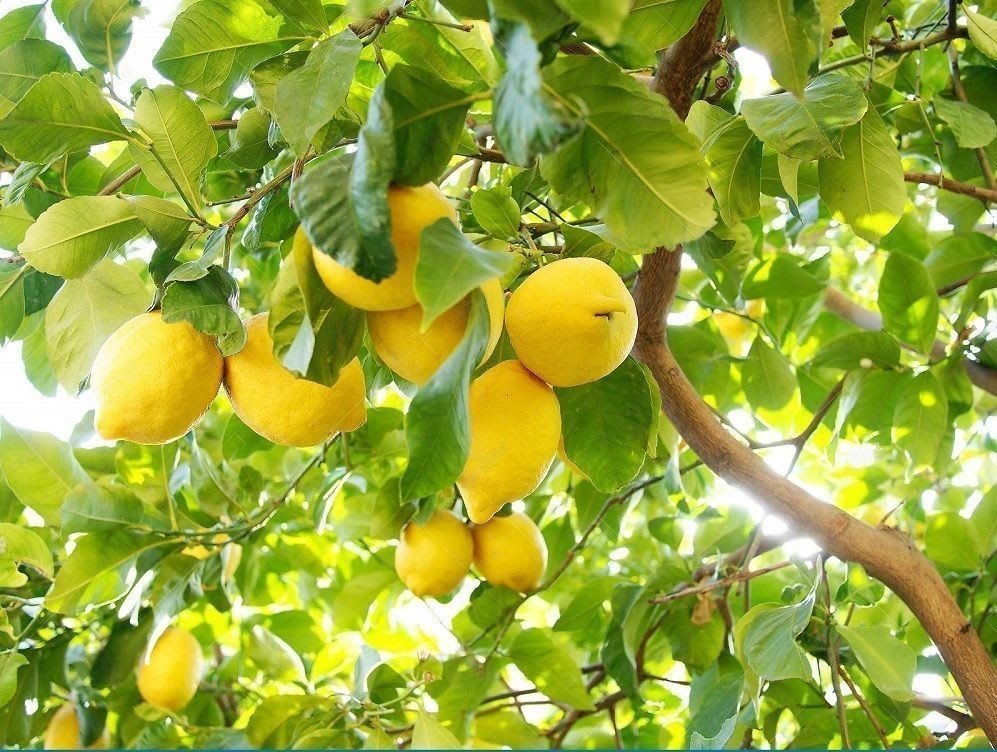 Annapurna Agro Farm - Farm Gallery 4