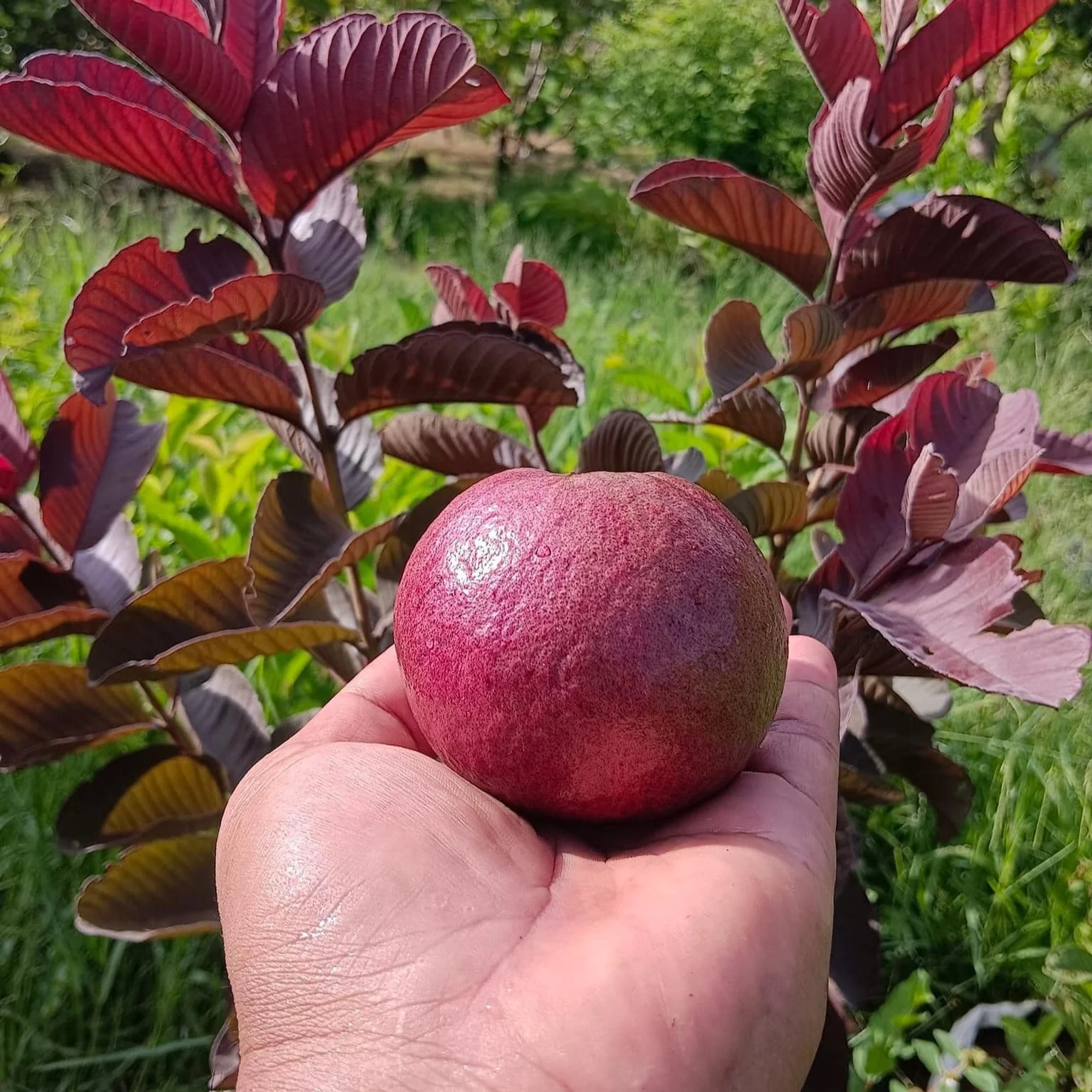 Black Diamond Guava - Annapurna Agro Farm