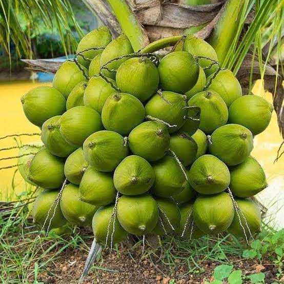 Images (4) - Annapurna Agro Farm