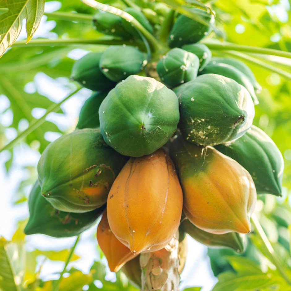 Annapurna Agro Farm - Farm Gallery 26