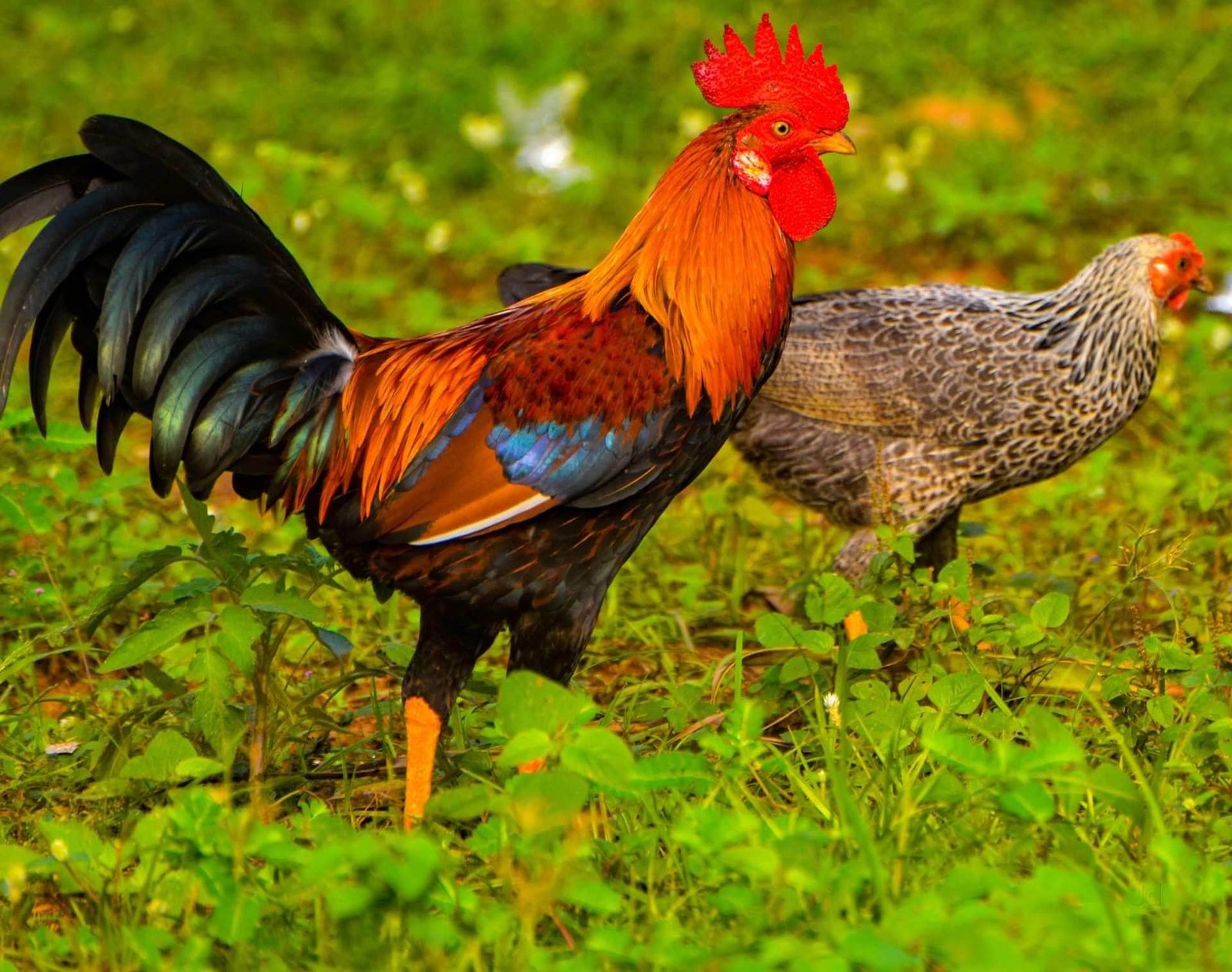 Annapurna Agro Farm - Farm Gallery 29