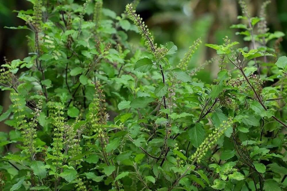Annapurna Agro Farm - Farm Gallery 32