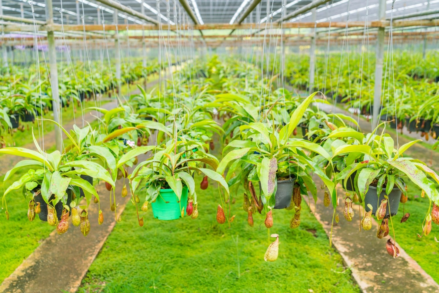Annapurna Agro Farm