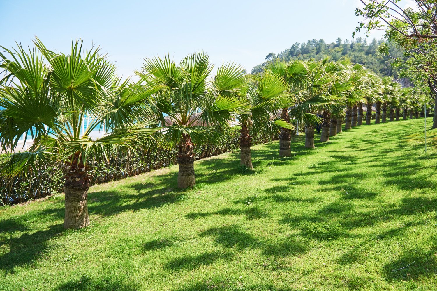 Grass lawn and landscaping services by Annapurna Agro Farm
