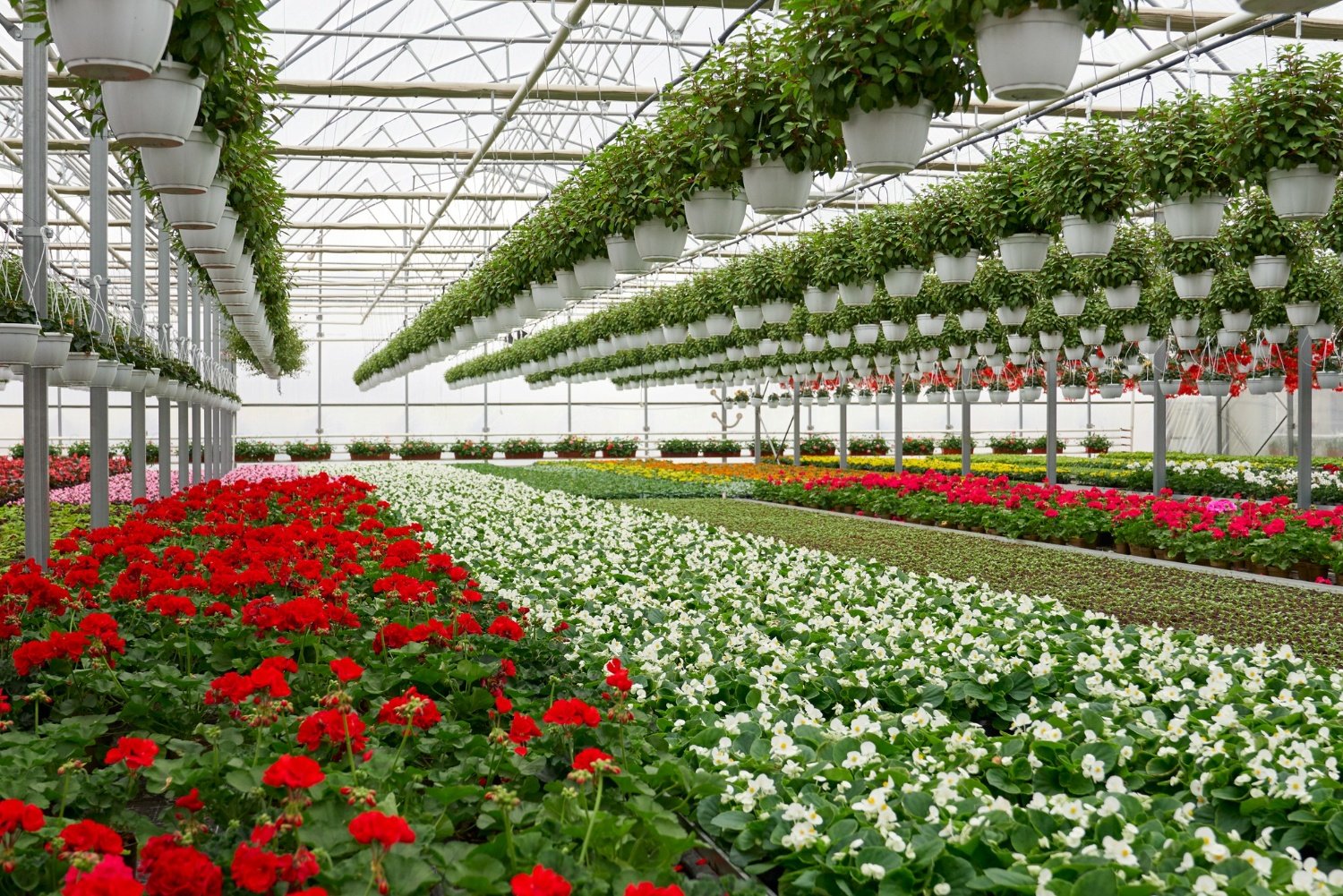 Organic nursery plants
