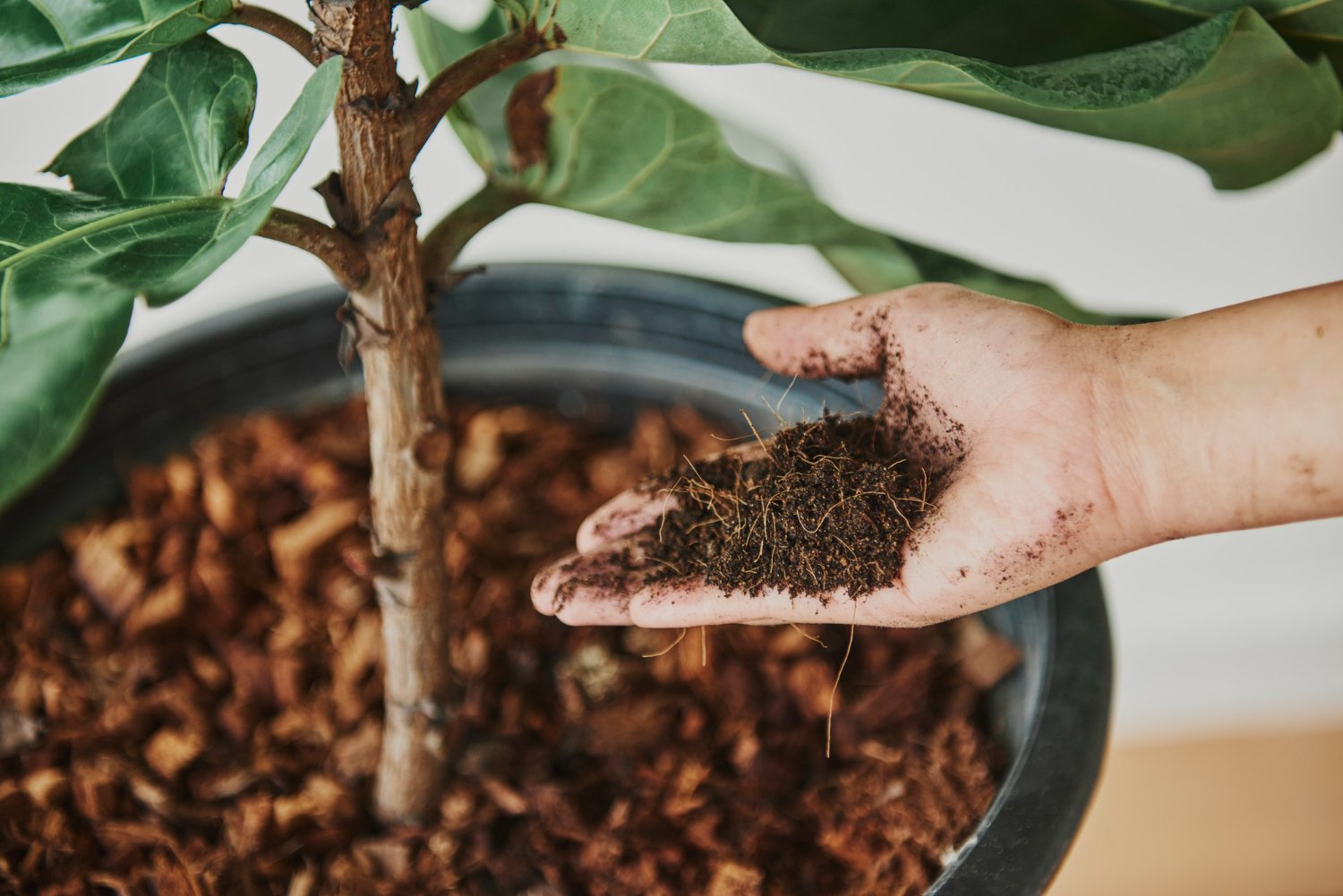Organic vermicompost