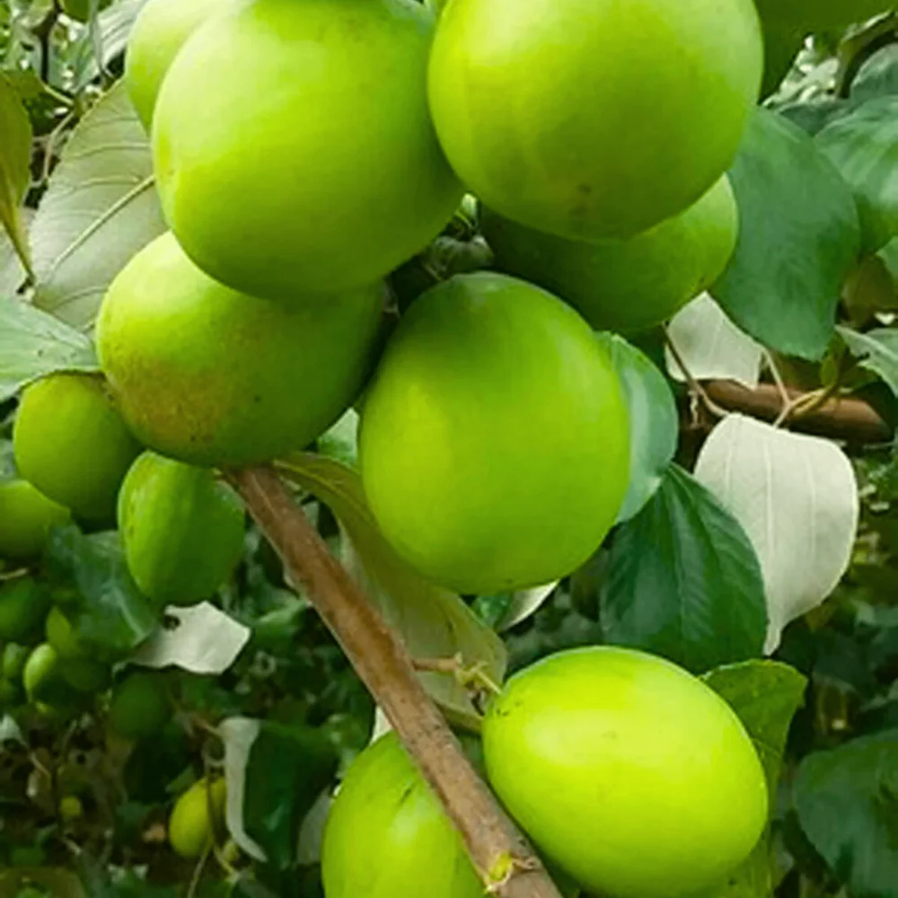 Green Apple Ber nursery plant at Annapurna Agro Farm