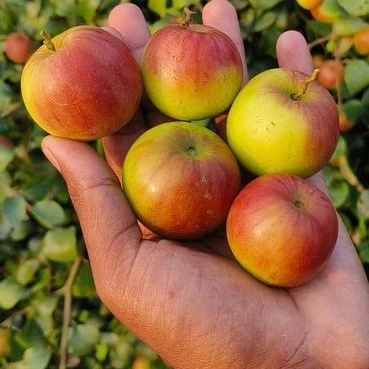 Ball Sundari Apple Ber nursery plant at Annapurna Agro Farm