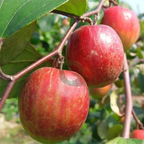 Kashmiri Sundari Apple Ber nursery plant at Annapurna Agro Farm
