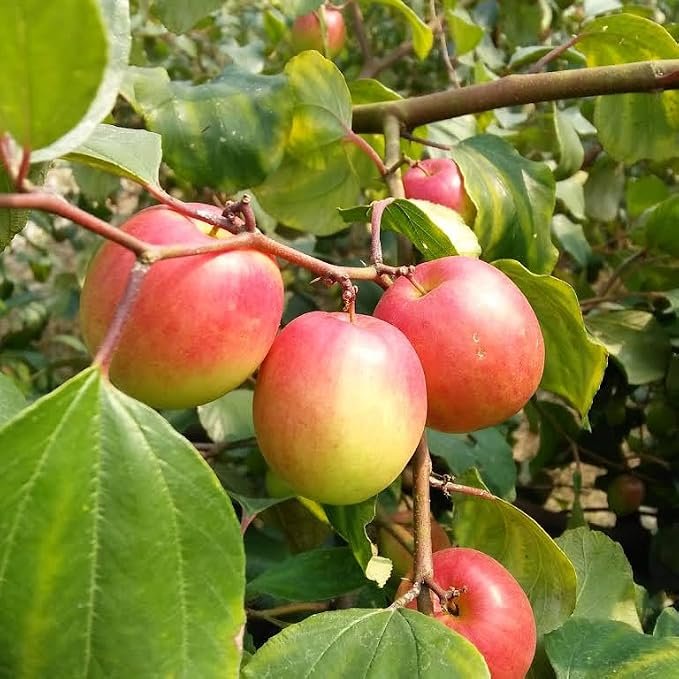 Miss India Apple Ber Bharat Sundari nursery plant at Annapurna Agro Farm
